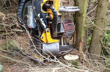 Coupe de bois