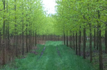Drainage forestier