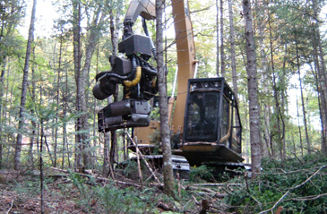 Coupe de bois